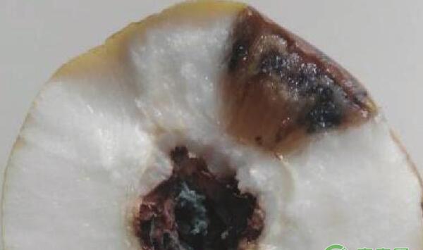 爱宕梨霉心病怎么防控？爱宕梨霉心病防控技术