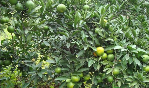 柑橘幼苗怎么进行移栽？柑橘幼苗移栽技术要点