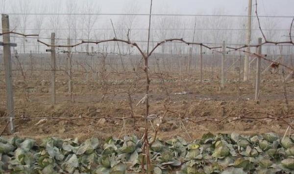 葡萄电杆式宽顶架及其树形系列