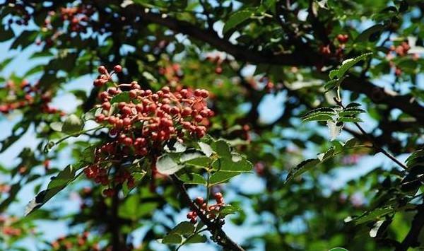 天水市干旱区花椒优质丰产栽培技术