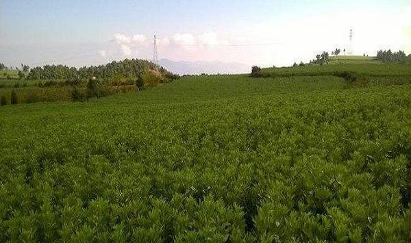 蚕豆怎么种植？蚕豆的种植要点详解