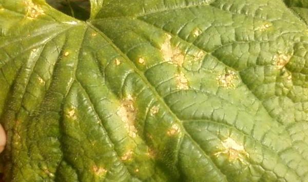 浅谈哈密瓜细菌性角斑病症状表现