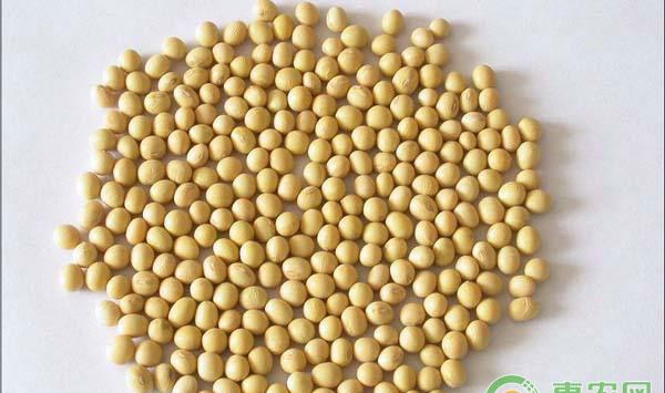 豆类大田除草药剂