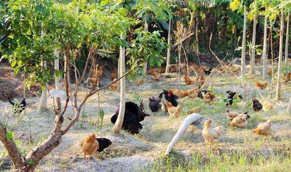 生态养鸡怎么管理才有钱赚？生态养鸡的注意要点