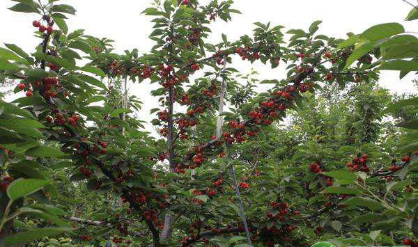 改良（黄）纺锤形甜樱桃整形模式介绍