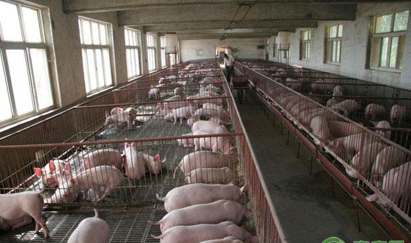 猪养殖