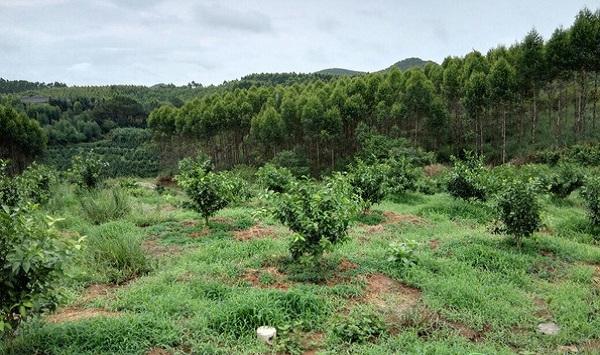 柑橘幼苗怎么进行移栽？柑橘幼苗移栽技术要点