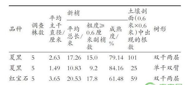 葡萄电杆式宽顶架及其树形系列