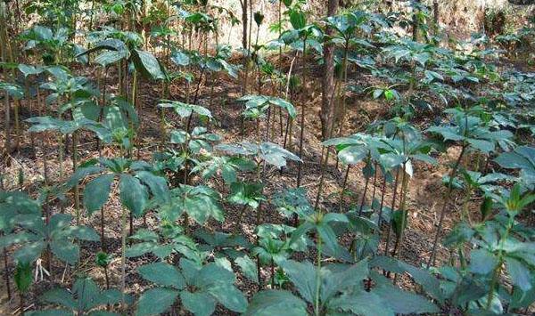 基金项目：毕节地区野生重楼资源调查
