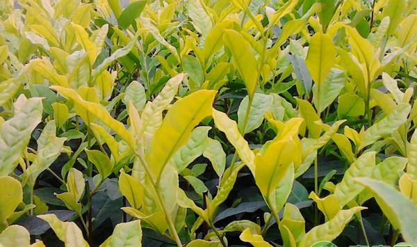 贵州六枝特区黄金芽茶引种表现及栽培技术