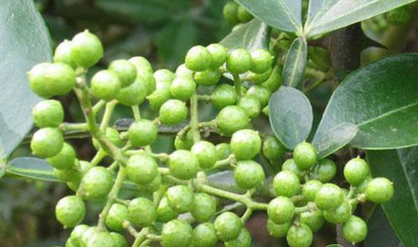 天水市干旱区花椒优质丰产栽培技术