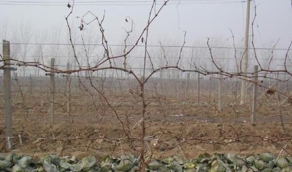 葡萄电杆式宽顶架及其树形系列