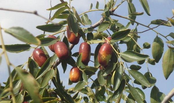 枣树虫害草履蚧和枣瘿螨的发生与防治