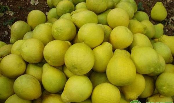 浅谈沙田柚的保花保果技术