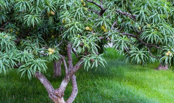 浅谈桃树“烂根”与“根腐”的区别