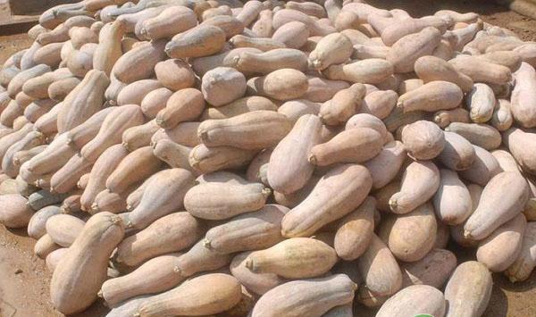 密本南瓜怎么种植？密本南瓜的栽培技术要点与方法