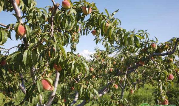 果树管理