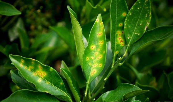 柑橘溃疡病的发病规律及主要危害（内附防治方法）