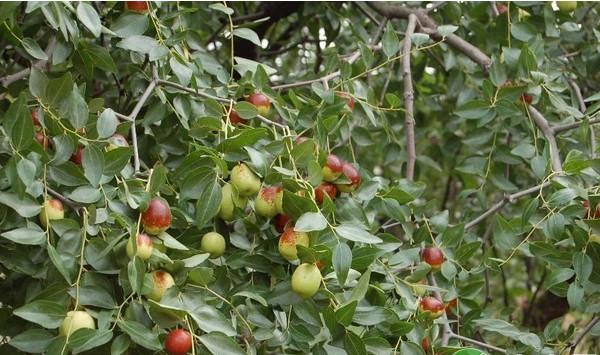 神木市枣树主要害虫种类及其防治措施