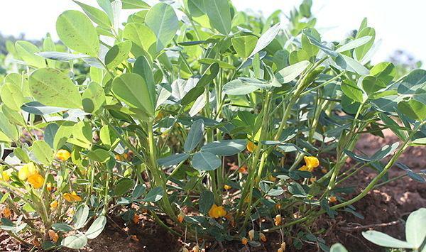 河南省开封市花生病虫草害防治技术
