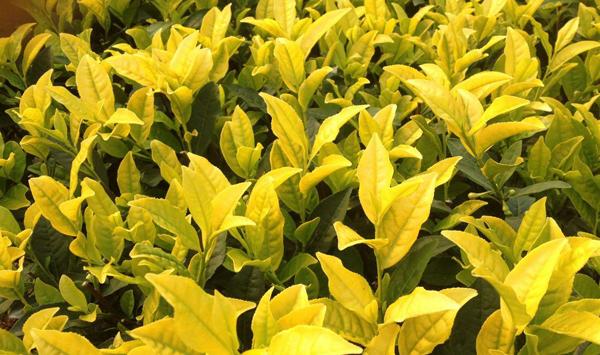 “黄金芽”茶树怎么种？“黄金芽”速生丰产栽培技术