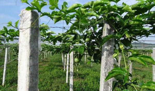 百香果种植管理