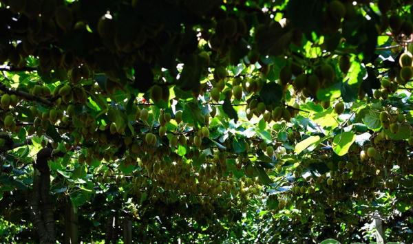 软枣猕猴桃种植前景及实用价值