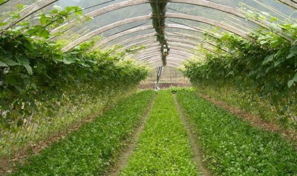 大棚蔬菜高效益种植管理新技术