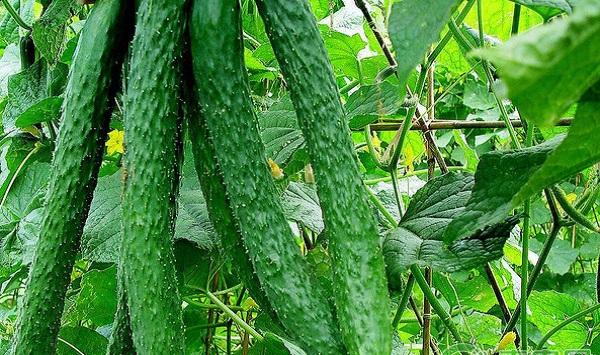 山东省露地黄瓜病虫害绿色防控技术规程