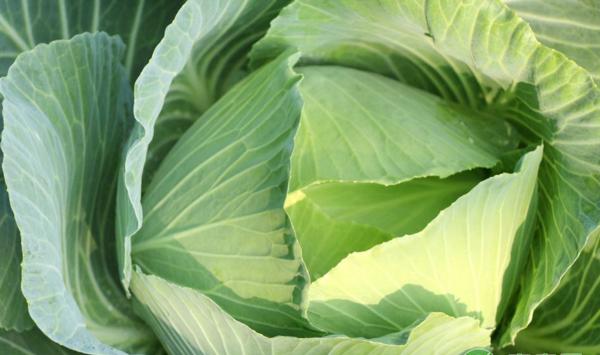 6月份蔬菜种植病虫害防治技术