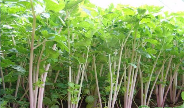 红芹菜栽培技术