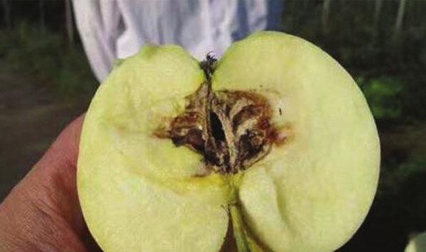 苹果霉心病如何防控？苹果霉心病防控技术