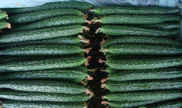 山东省露地黄瓜病虫害绿色防控技术规程