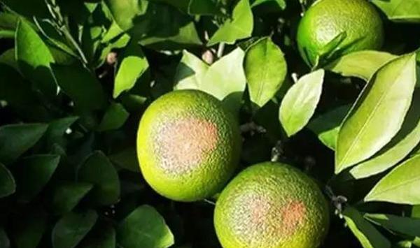 柑橘炭疽病防治方法及用药参考