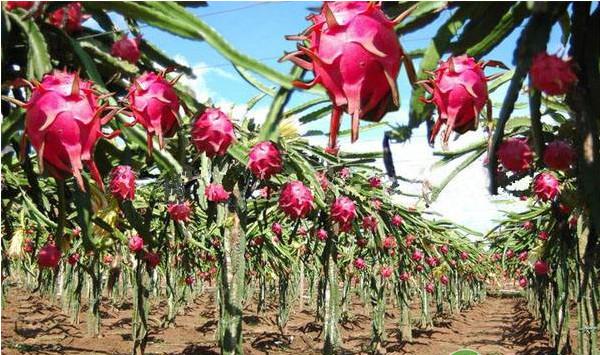 浅谈火龙果六月份栽培管理技术要点