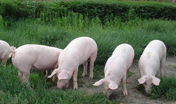 母猪怎么增加奶水？看老农户教你的母猪增奶妙方