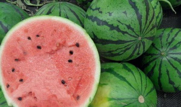 大棚西瓜生产期和采收期裂果原因及防治措施