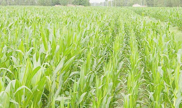 夏季玉米苗期遭遇涝灾的危害及补救措施