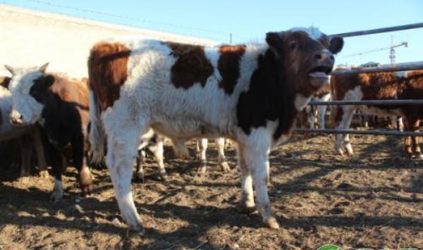 牛流行性感冒的症状及其综合防控技术