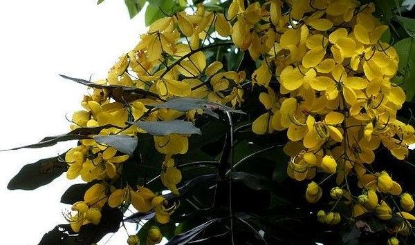 皂荚刺怎么种？