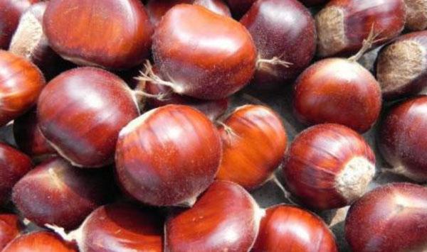 河北邢台旱坡板栗高产稳产栽培技术