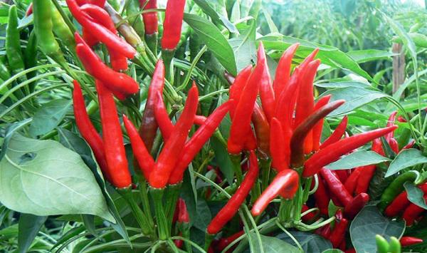 辣椒怎么种？一亩多收几千斤的辣椒管理方法