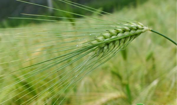 青稞主要病虫害发病规律及其防治方法