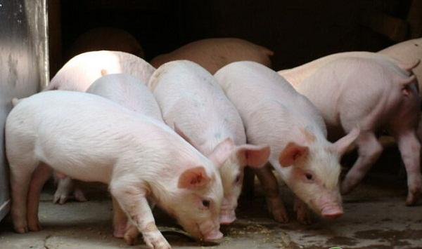 仔猪水肿病怎么办？仔猪水肿病的诊断与防治方法