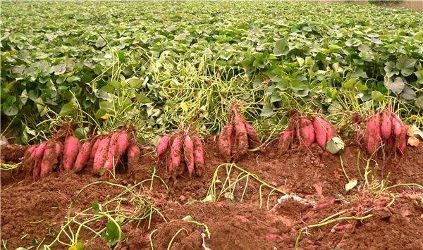 红薯种植用这个土方法，管理简单投资低