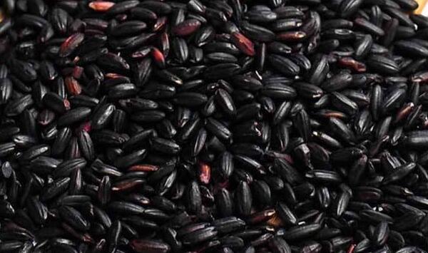 探讨灵川县黑米提纯复壮留种试验