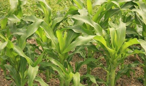 玉米大小苗调整