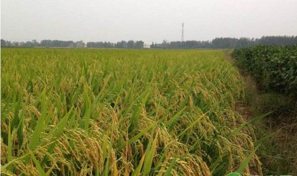 陆稻怎么种植？陆稻高效栽培技术要点