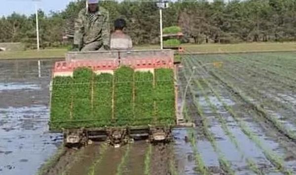 晚稻钵苗摆栽机插高产高效栽培技巧