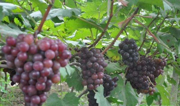 长垣县“超甜葡萄”夏黑葡萄种植技术